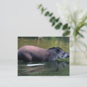 Carte Postale Tapir brésilien (Tapirus terrestre) (Debout devant)