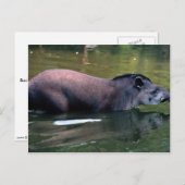 Carte Postale Tapir brésilien (Tapirus terrestre) (Devant / Derrière)