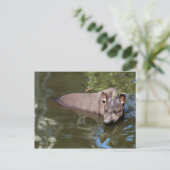 Carte Postale Tapir brésilien (Tapirus terrestre) (Debout devant)