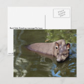 Carte Postale Tapir brésilien (Tapirus terrestre) (Devant / Derrière)