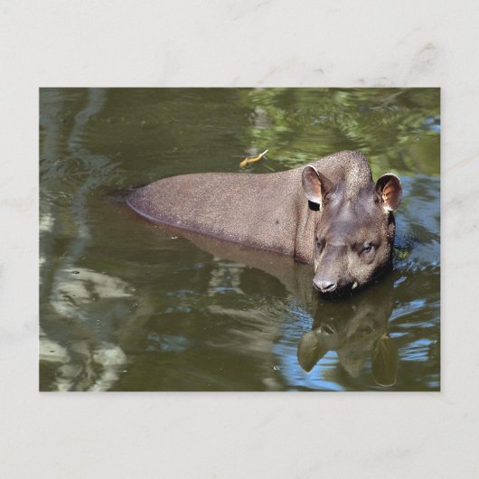 Carte Postale Tapir brésilien (Tapirus terrestre) (Devant)