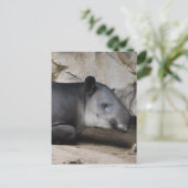 Carte postale Tapir de Baird (Debout devant)