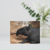 Carte Postale Tapir de Belize Baird (Debout devant)