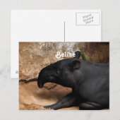 Carte Postale Tapir de Belize Baird (Devant / Derrière)
