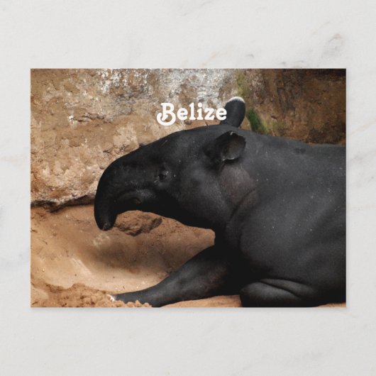 Carte Postale Tapir de Belize Baird (Devant)