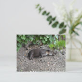 Carte Postale tapir dormant sur le sable (Debout devant)