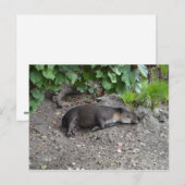 Carte Postale tapir dormant sur le sable (Devant / Derrière)