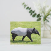 Carte Postale Tapir malais marchant sur l'herbe (Debout devant)