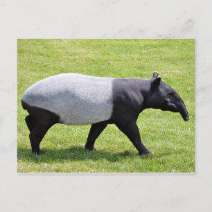 Carte Postale Tapir malais marchant sur l'herbe