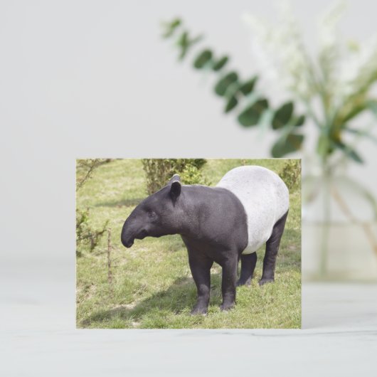 Carte Postale Tapir malais sur herbe (Debout devant)
