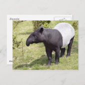 Carte Postale Tapir malais sur herbe (Devant / Derrière)
