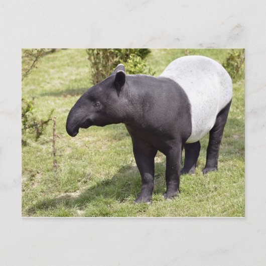 Carte Postale Tapir malais sur herbe (Devant)