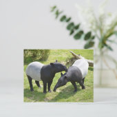 Carte Postale Tapirs malais sur l'herbe (Debout devant)