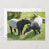 Carte Postale Tapirs malais sur l'herbe (Devant / Derrière)