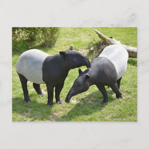 Carte Postale Tapirs malais sur l'herbe