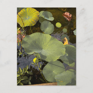Carte Postale Tapis de nénuphars verts sur eau calme 