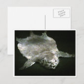 Carte Postale tapis moderne (Devant / Derrière)