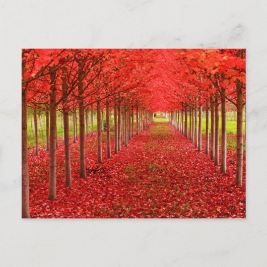 Carte Postale Tapis rouge et ciel (Devant)