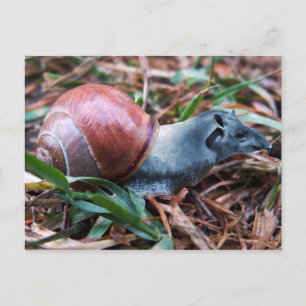 Carte postale Tapisnail