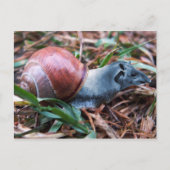 Carte postale Tapisnail (Devant)