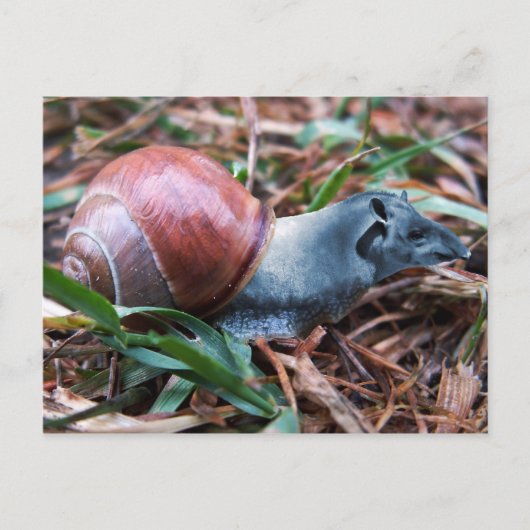 Carte postale Tapisnail (Devant)