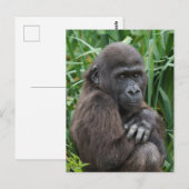 Carte Postale Tapisserie Baby Gorilla (Devant / Derrière)