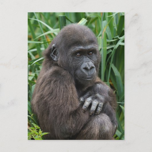 Carte Postale Tapisserie Baby Gorilla (Devant)