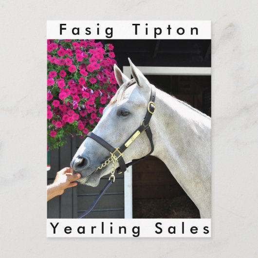 Carte Postale Tapit -Rote Hip no.140 (Devant)