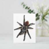 Carte Postale Taranchula spider animal vivant (Debout devant)