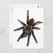 Carte Postale Taranchula spider animal vivant (Devant / Derrière)