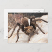 Carte Postale Tarantula (Devant / Derrière)