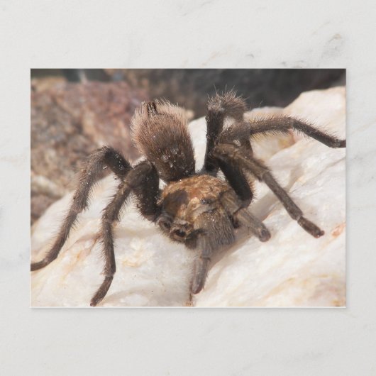 Carte Postale Tarantula (Devant)