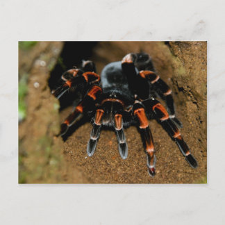 Carte Postale Tarantula