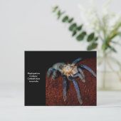 Carte Postale Tarantula (Debout devant)