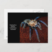 Carte Postale Tarantula (Devant / Derrière)
