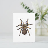 Carte Postale Tarantula (Debout devant)