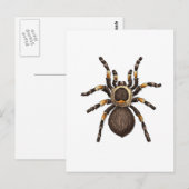 Carte Postale Tarantula (Devant / Derrière)