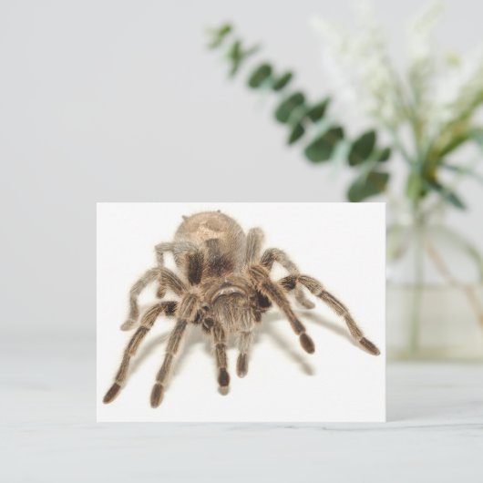 Carte Postale Tarantula (Debout devant)