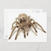 Carte Postale Tarantula (Devant / Derrière)
