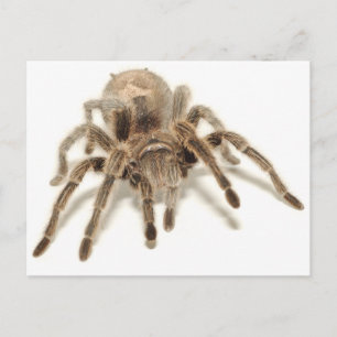 Carte Postale Tarantula