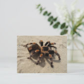 Carte Postale Tarantula brachypelma rouge genou toxique (Debout devant)