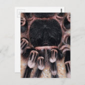 Carte Postale Tarantula du genou blanc (Devant / Derrière)