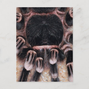 Carte Postale Tarantula du genou blanc brésilien