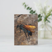 Carte Postale Tarantula Hawk (Debout devant)