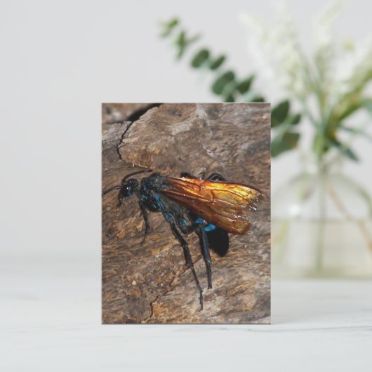 Carte Postale Tarantula Hawk (Debout devant)