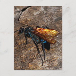 Carte Postale Tarantula Hawk
