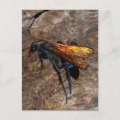 Carte Postale Tarantula Hawk (Devant)
