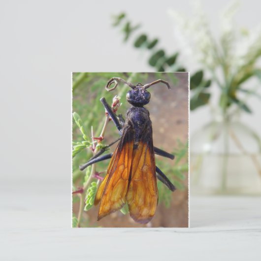 Carte Postale Tarantula Hawk (Debout devant)