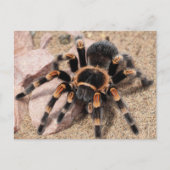 Carte Postale Tarantula Spider du genou rouge mexicain (Devant)