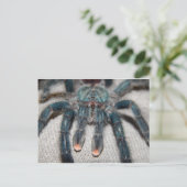 Carte Postale tarantule bleue (Debout devant)